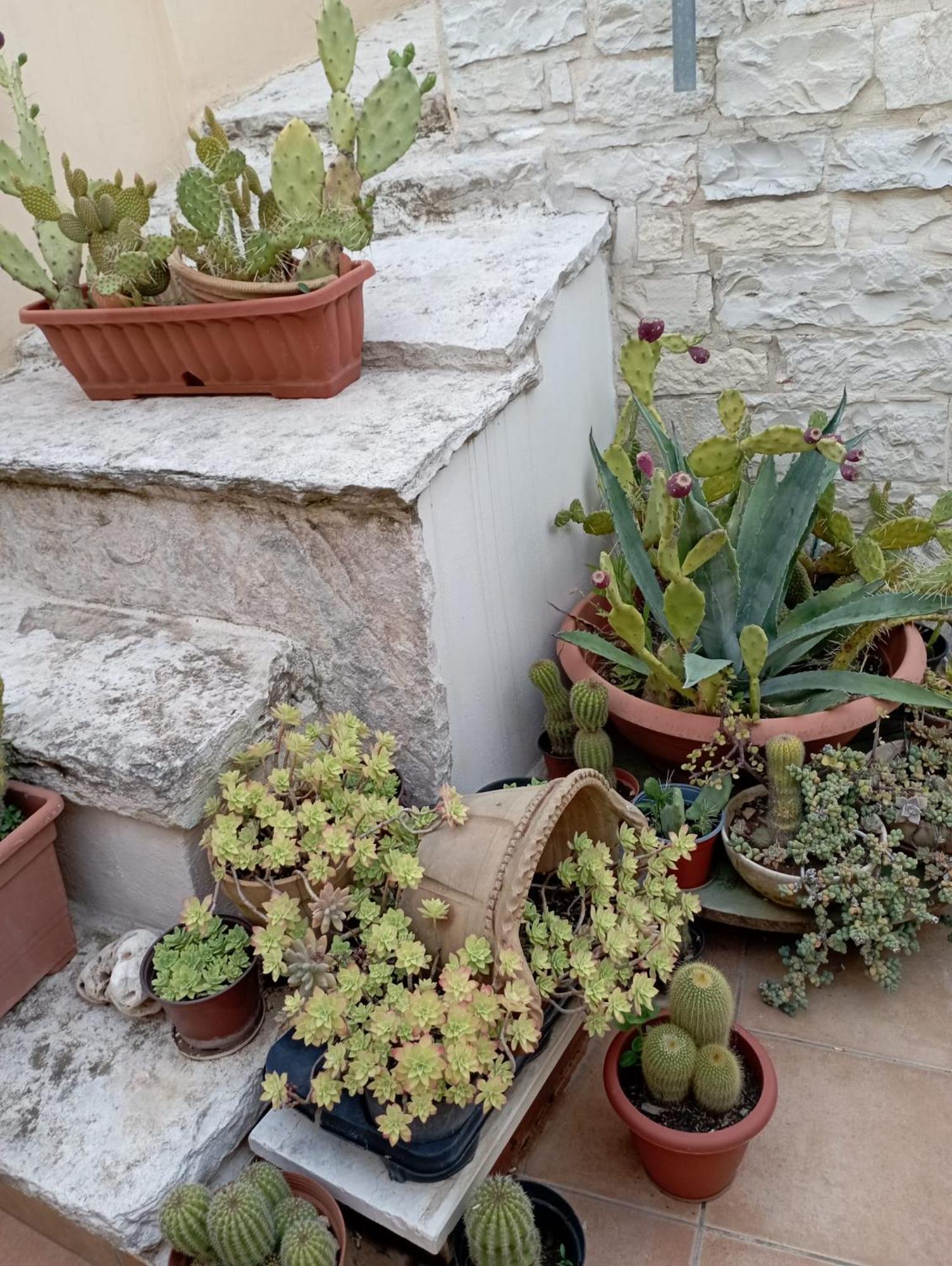 Attica B&B Terlizzi Bagian luar foto